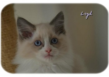 mâle blue bicolour - 10 semaines - Chatterie Ragdolls du Val de Beauvoir